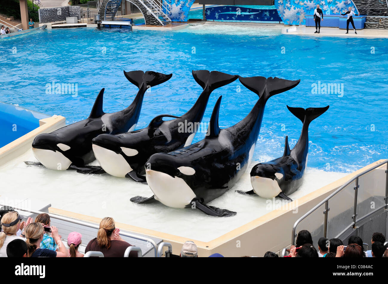 Orca Stadium Trainiert von Killer Wale, Orcas (Orcinus Orca), Shamu Stadium ...