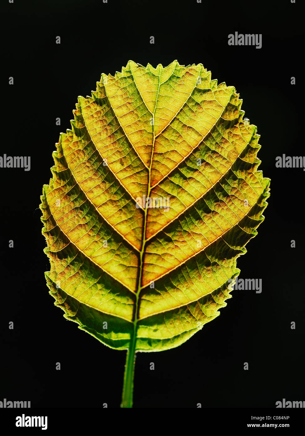 Rückseite beleuchteten Blatt der Schwarzerle. Dorset, UK Mai 2009 Stockfoto