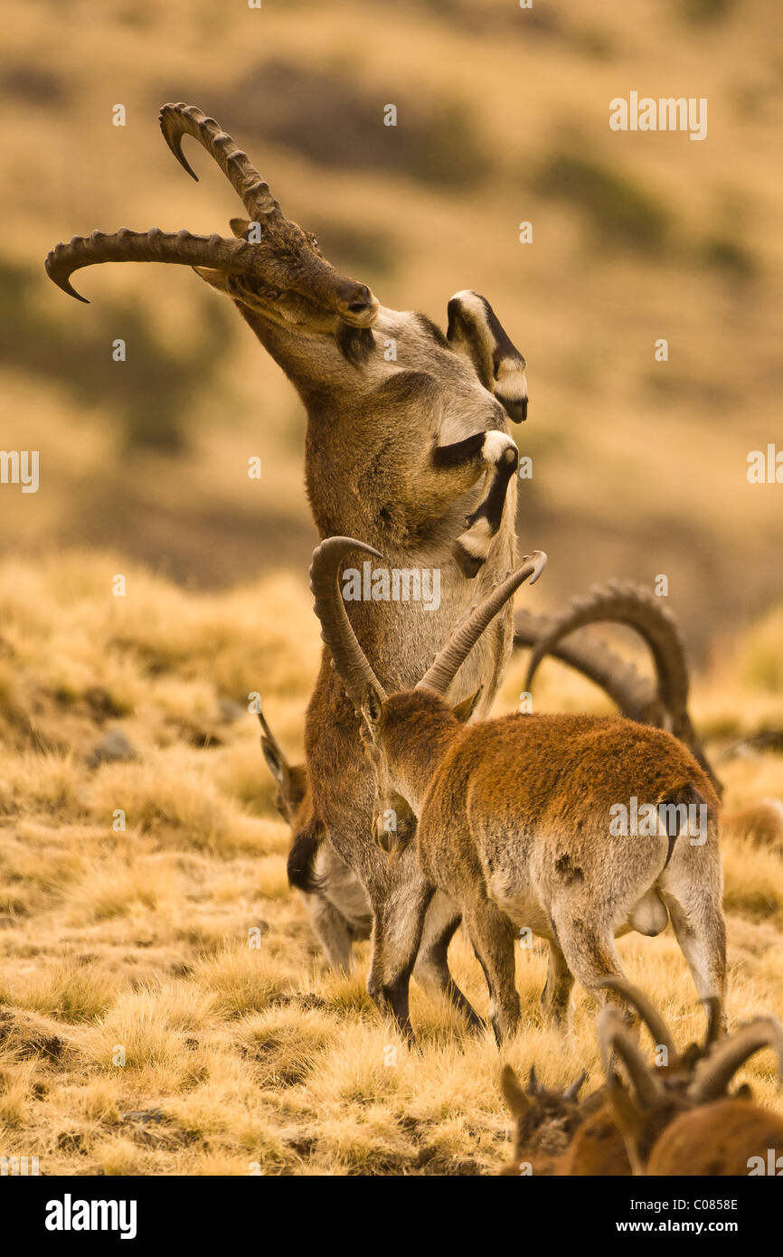 Männliche Walia Ibex kämpfen, Simien Mountains, Äthiopien Stockfoto