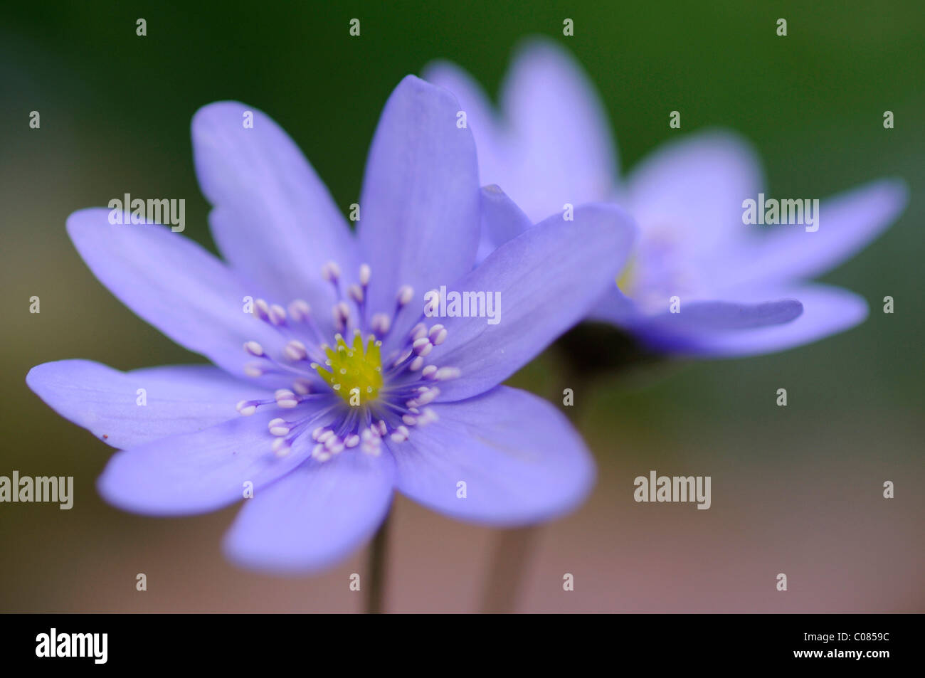 Siebenbürger Leberblümchen (Hepatica Transsylvanica) Stockfoto