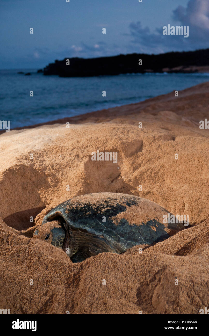 Grüne Meeresschildkröten nisten Bereich am Strand Ascension Island Süd-Atlantik Stockfoto