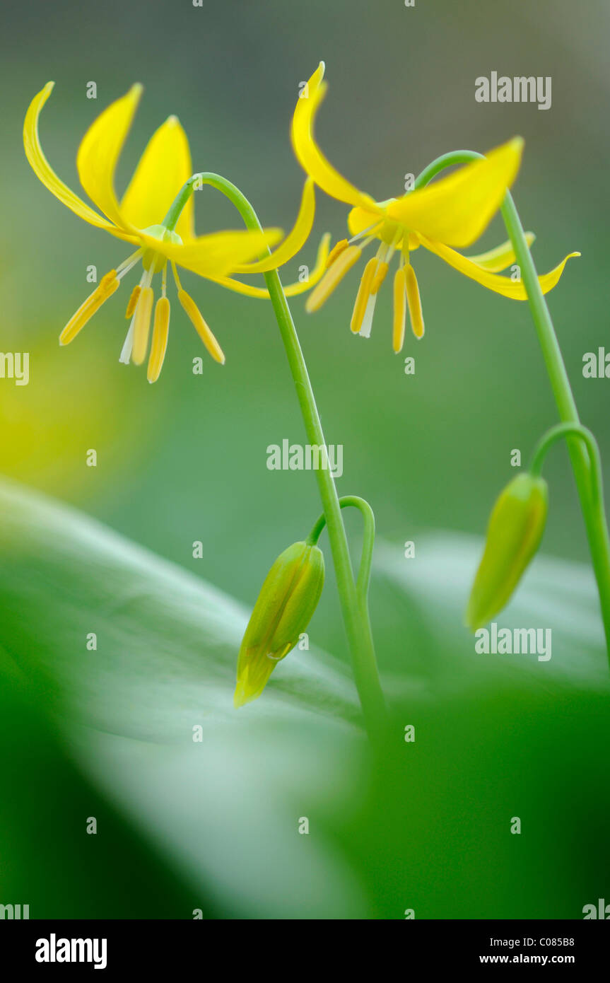 Tuolumne Fawn Lily (Erythronium Tuolumnense) Stockfoto