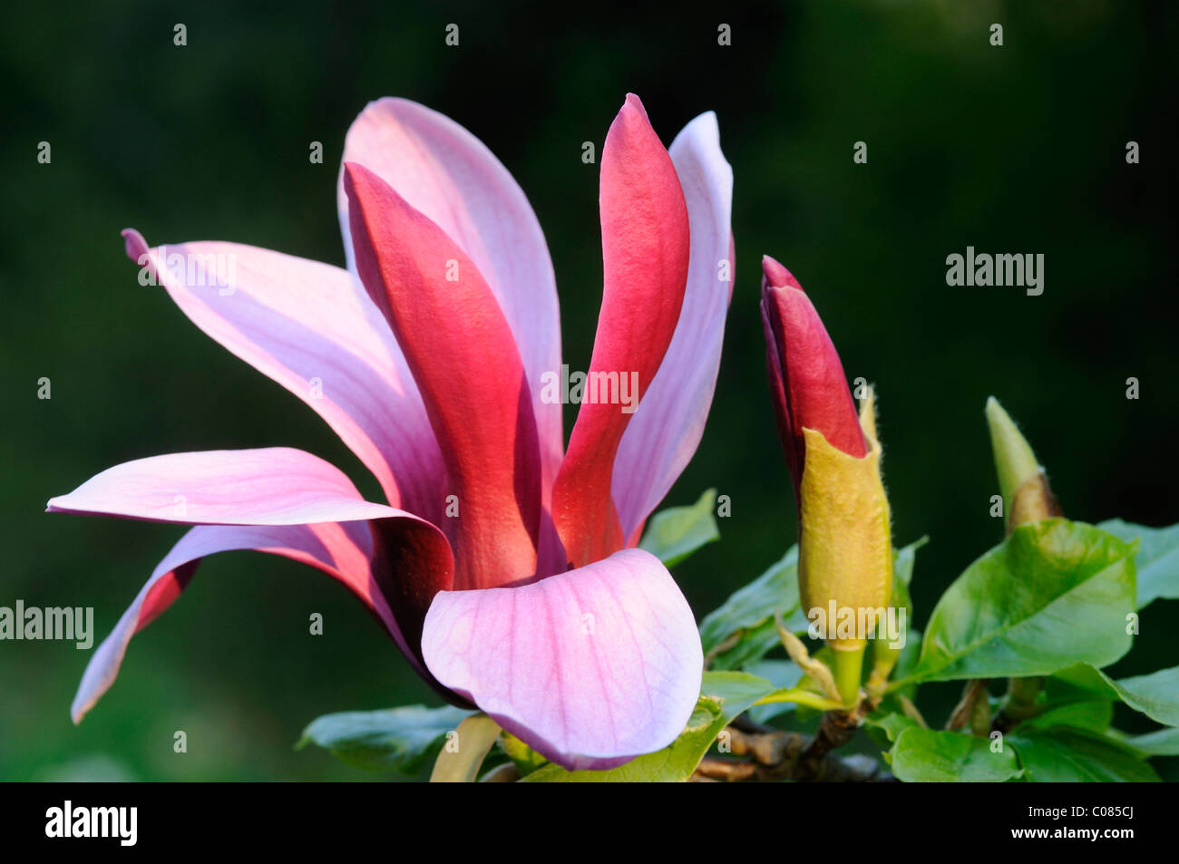 Magnolie (Magnolia Liliiflora 'Nigra') Stockfoto