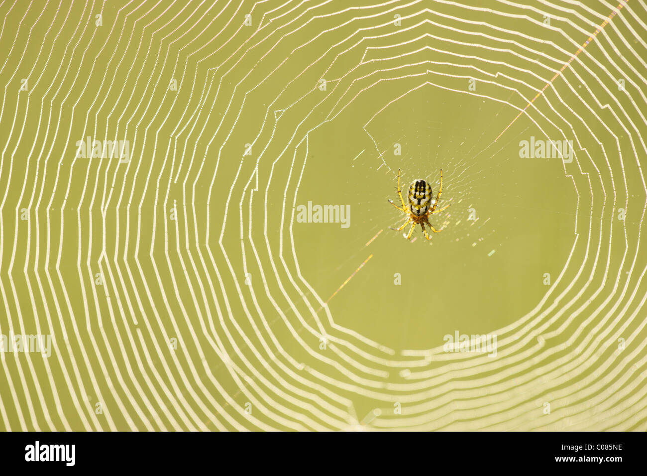 Spinnennetz mit einem Cricket-Schläger Orb Weaver (Mangora Acalypha) Stockfoto