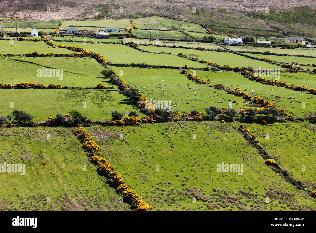 Weide-Landschaft mit Hecken, Halbinsel Dingle, County Kerry, Irland, britische Inseln, Europa Stockfoto