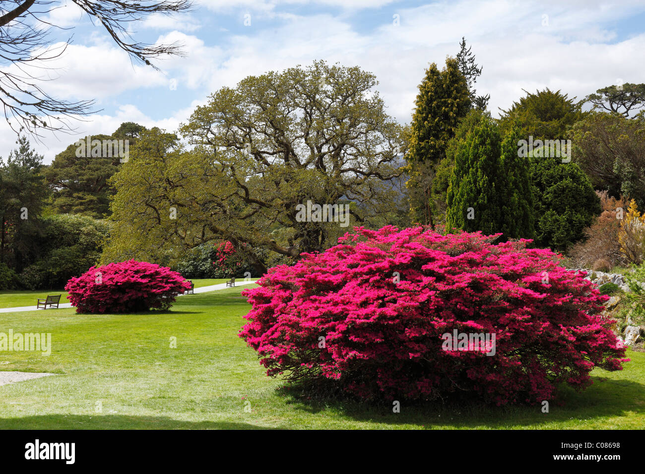 Muckross Gärten im Frühling blühenden Rhododendron Büschen, Killarney National Park, County Kerry, Irland, britische Inseln Stockfoto