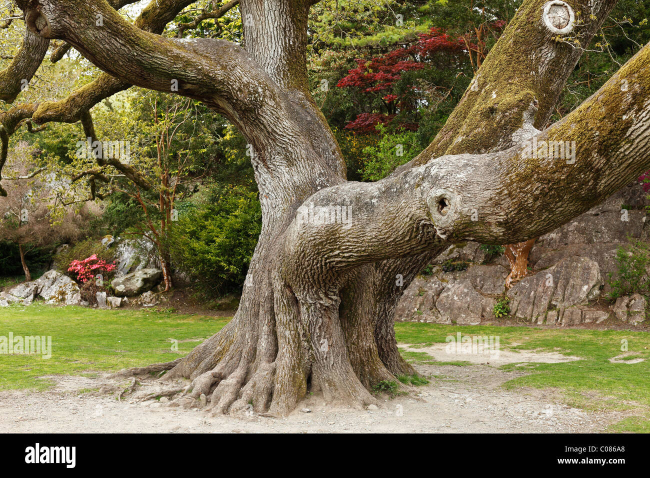 Alte Eiche, Muckross Gärten, Killarney Nationalpark, County Kerry, Irland, britische Inseln, Europa Stockfoto