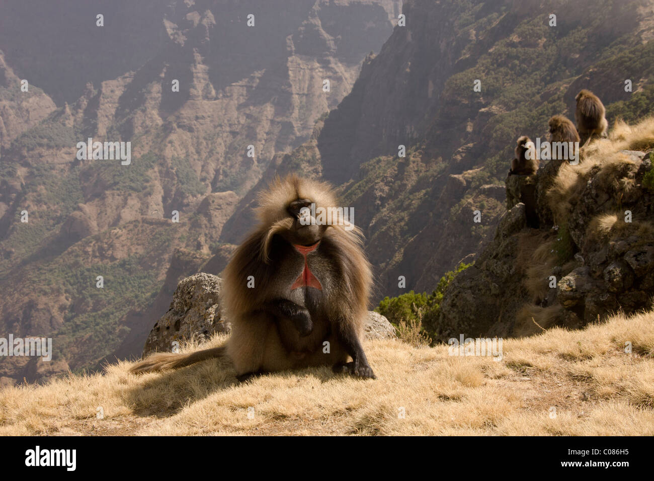 Gelada Pavian, auf Bergrücken, Simien Mountains, Äthiopien Stockfoto