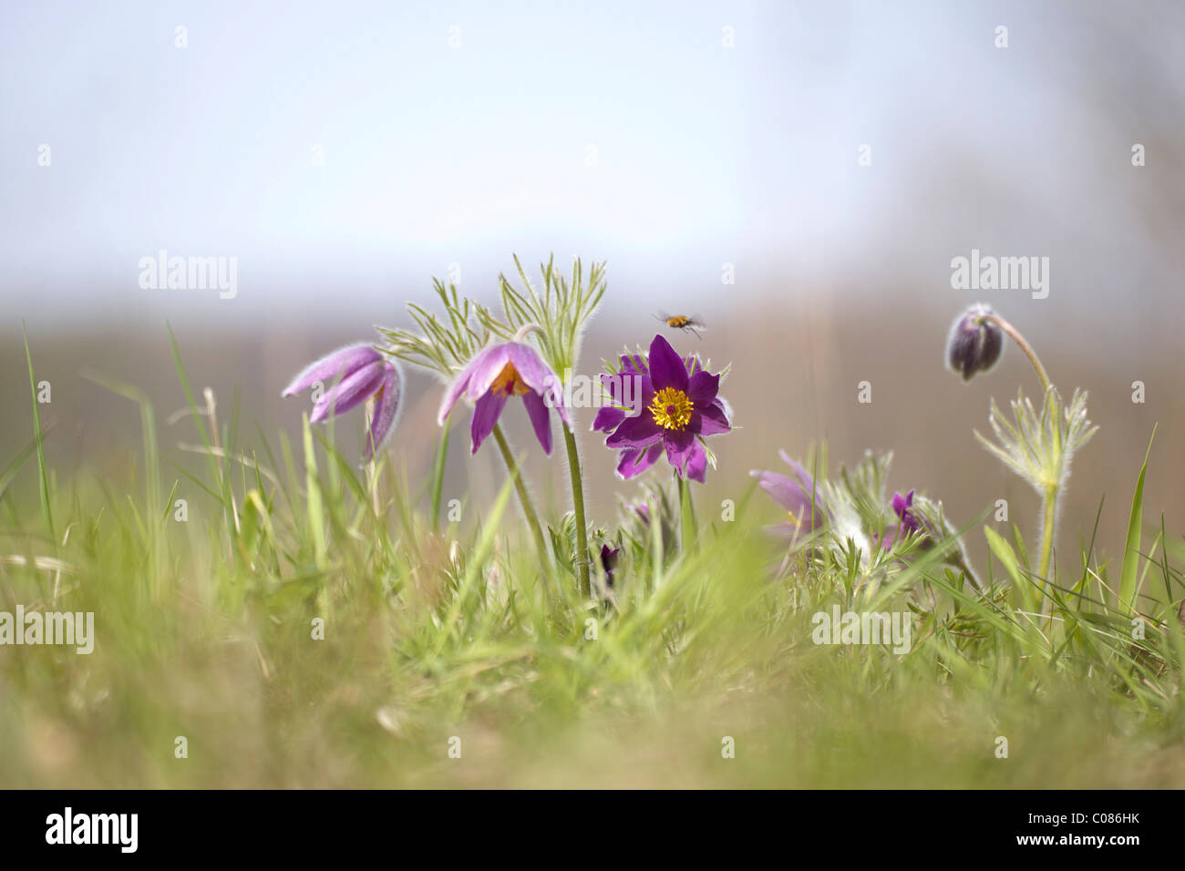 Kuhschelle (Pulsatilla Vulgaris) Stockfoto