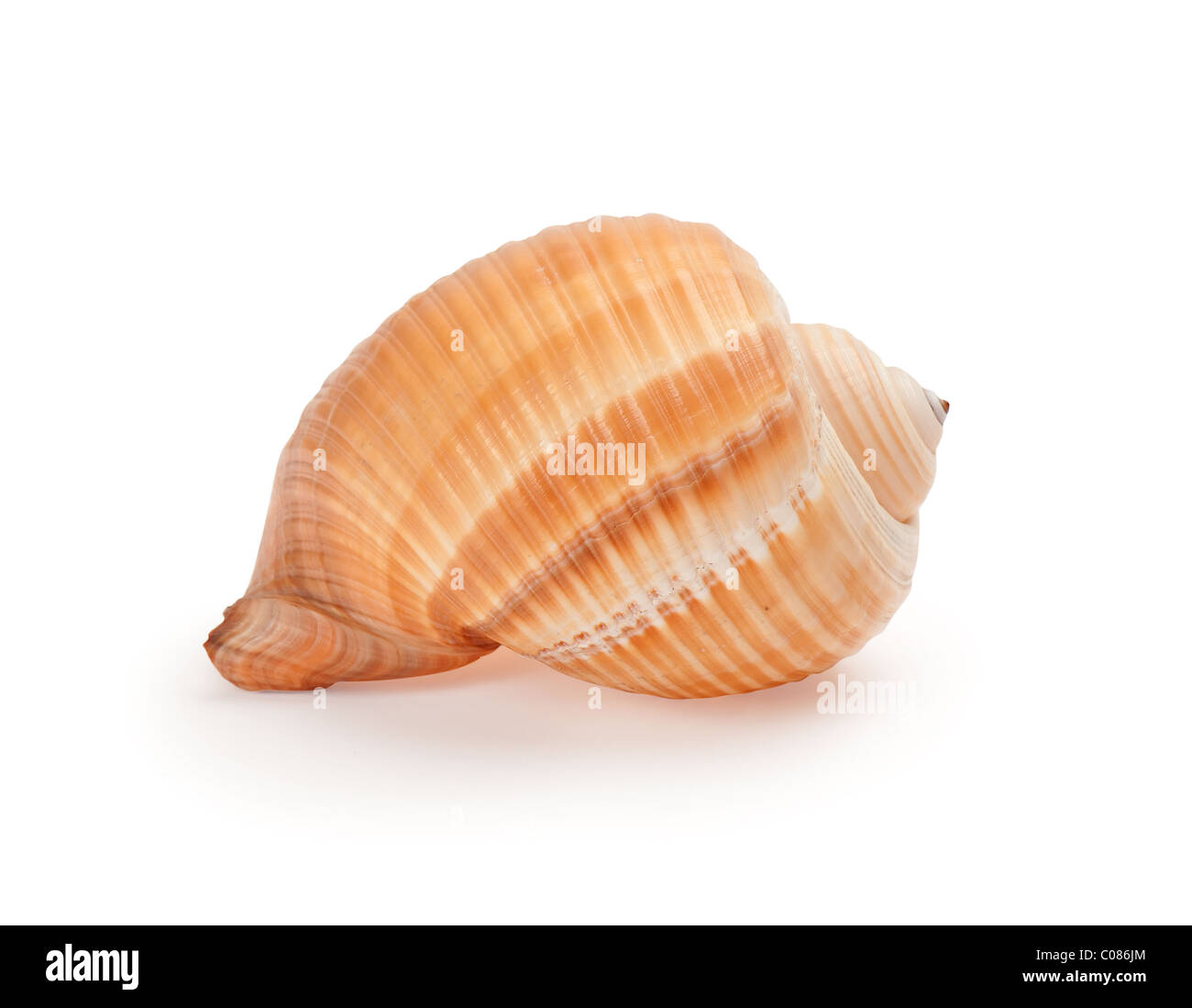 Muscheln auf weißem Hintergrund Stockfoto