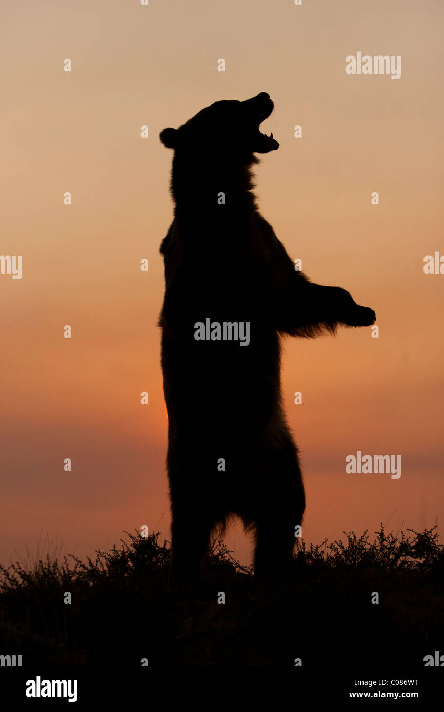 Grizzly Bar Stehend Auf Hinterbeinen Bei Sonnenaufgang Montana Usa Stockfotografie Alamy