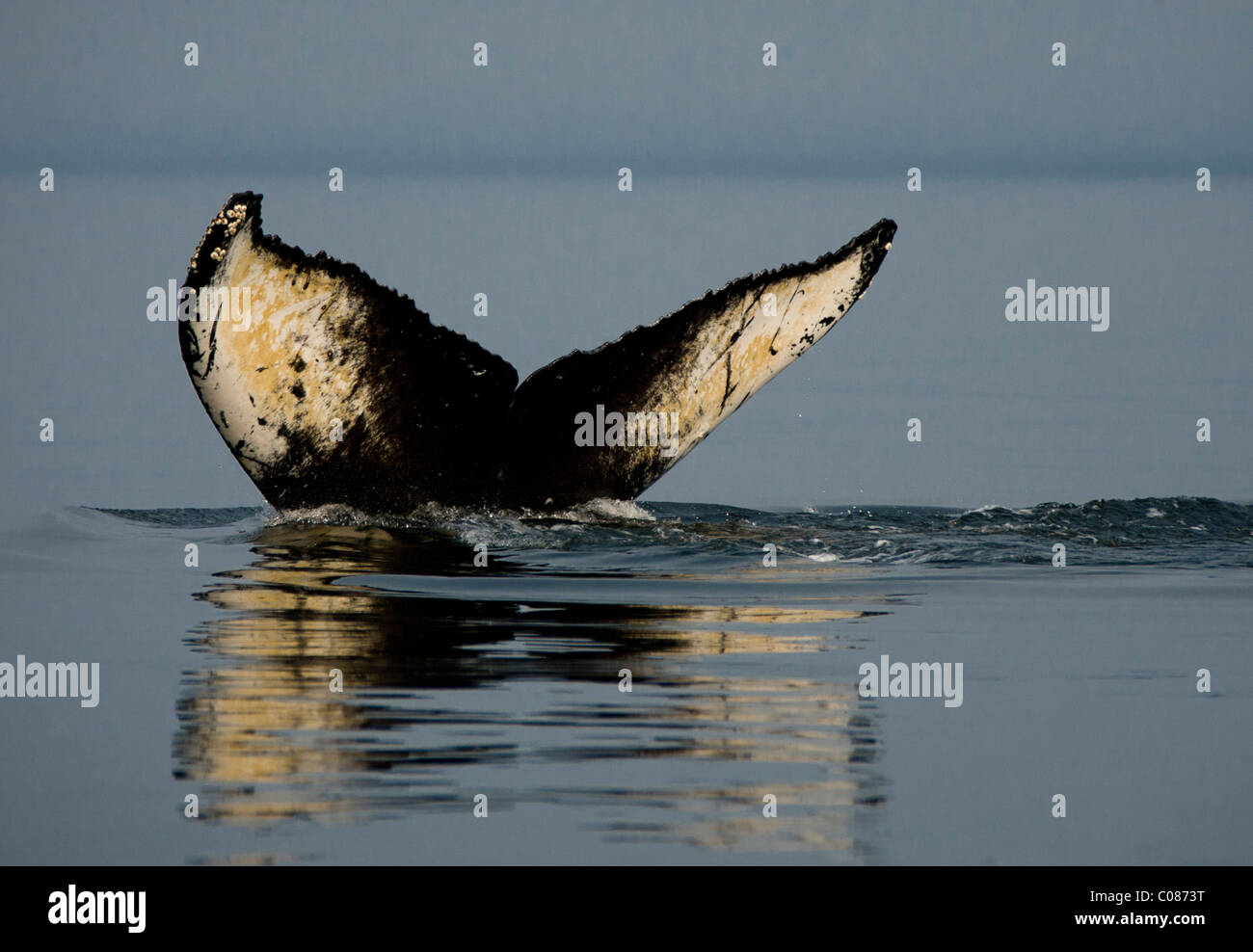 Buckelwal zeigt Schweif Fluke vor klingenden, Alaska, USA Stockfoto