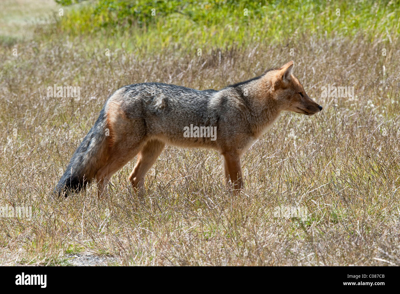 Anden Rotfuchs, Colpeo Zorro (Dusicyon Culpaeus) Erwachsene, stehend im Rasen, Torres del Paine N.P, südlichen Patagonien, Chile Stockfoto