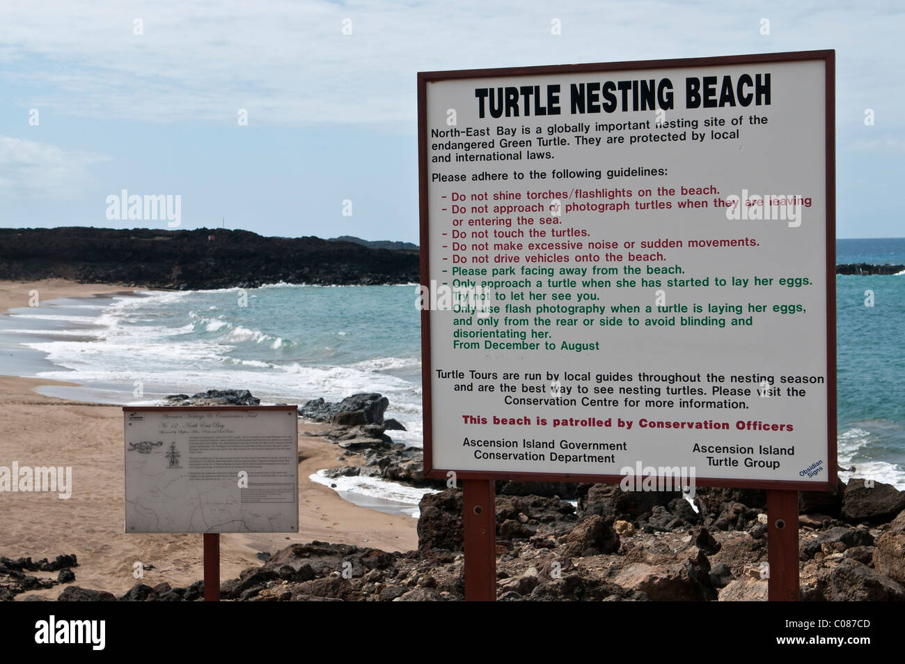 Grüne Meeresschildkröten nisten Bereich am Strand Ascension Island Süd-Atlantik Stockfoto