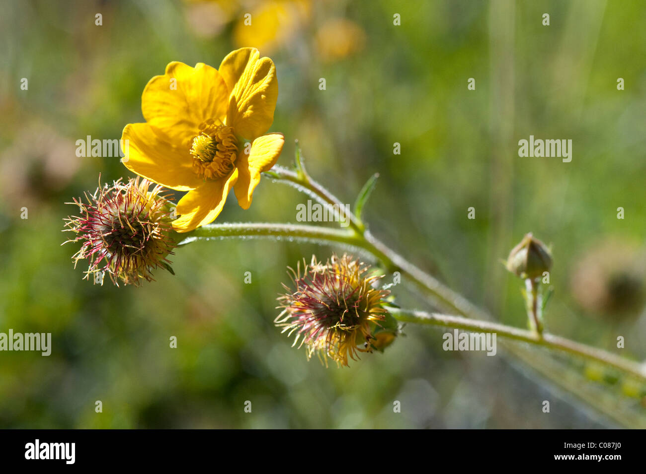 Geum Meagellanicum Blumen Wulaia Bucht Canal Murray Tierra del Fuego Archipel der südlichen Chile Südamerika Stockfoto