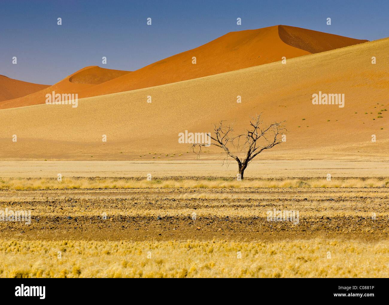 Dünen-Namib-Naukluft-Nationalpark, Namibia, Afrika Stockfoto