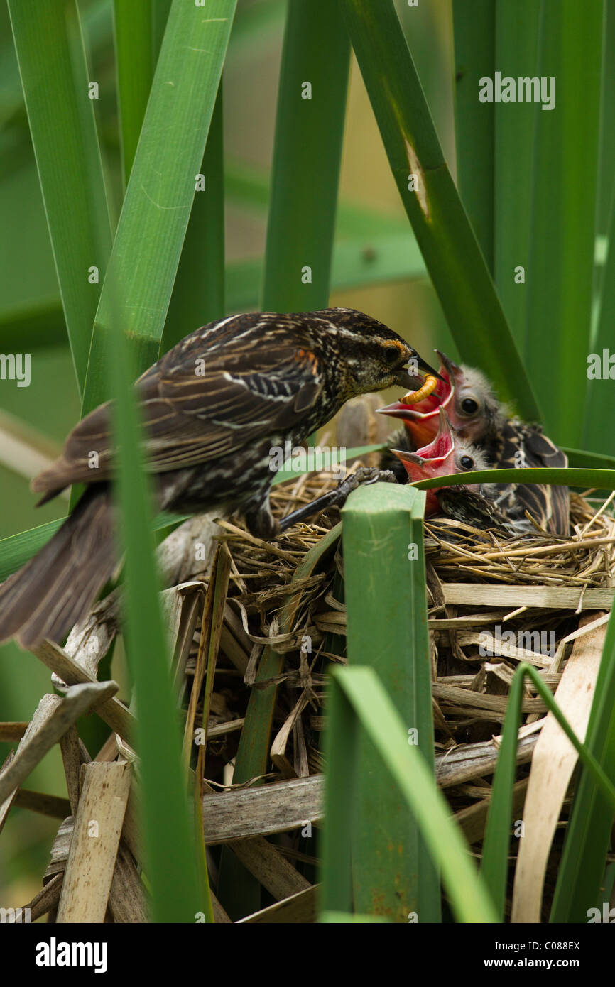 Rotschulterstärling Mutter mit Küken im Nest, Pennsylvania, USA Stockfoto