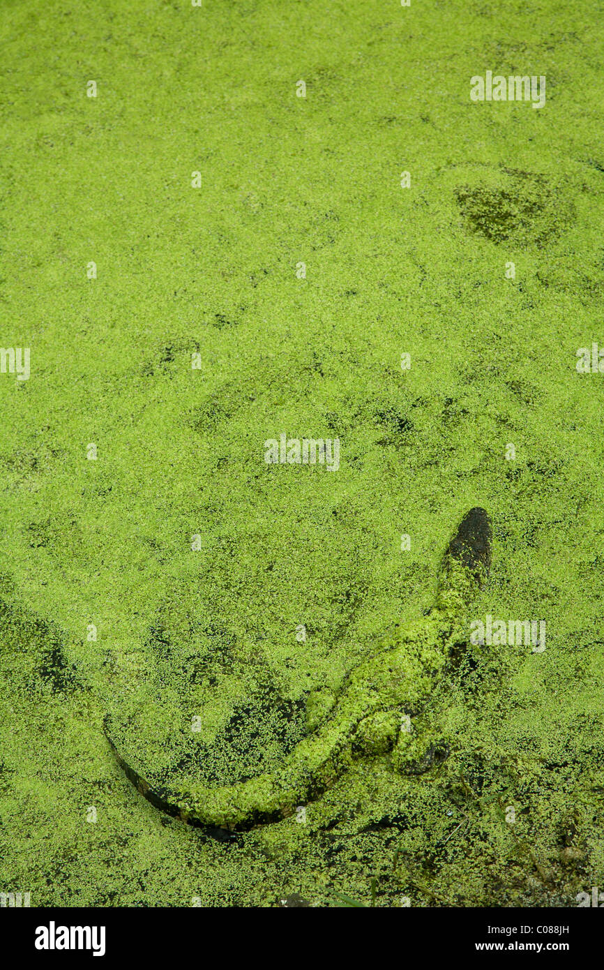 Florida, Alligator in grün, Algen, Tarnung Stockfoto