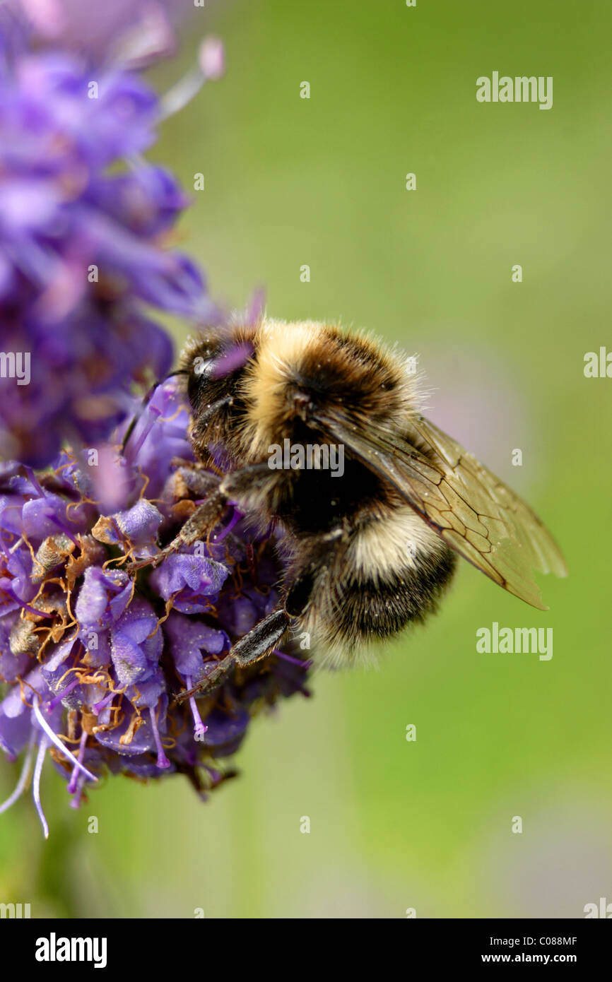Hummel auf Blume - Bestäubung, Sommer, Yorkshire, Großbritannien Stockfoto