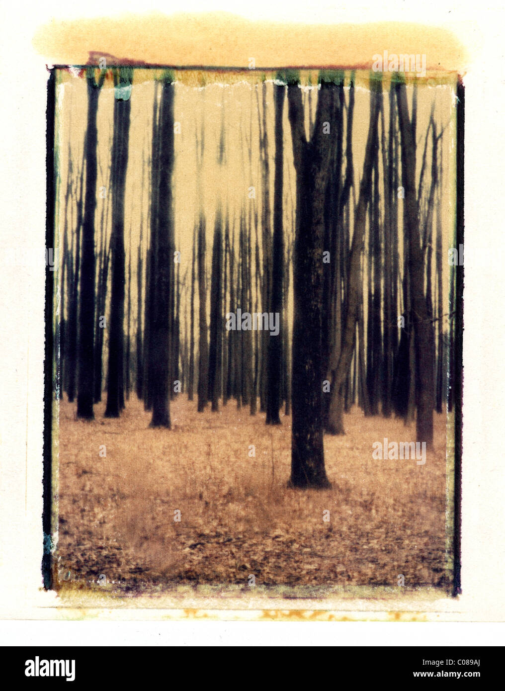 Winterbäume, schöne winter Forrest, Stockfoto