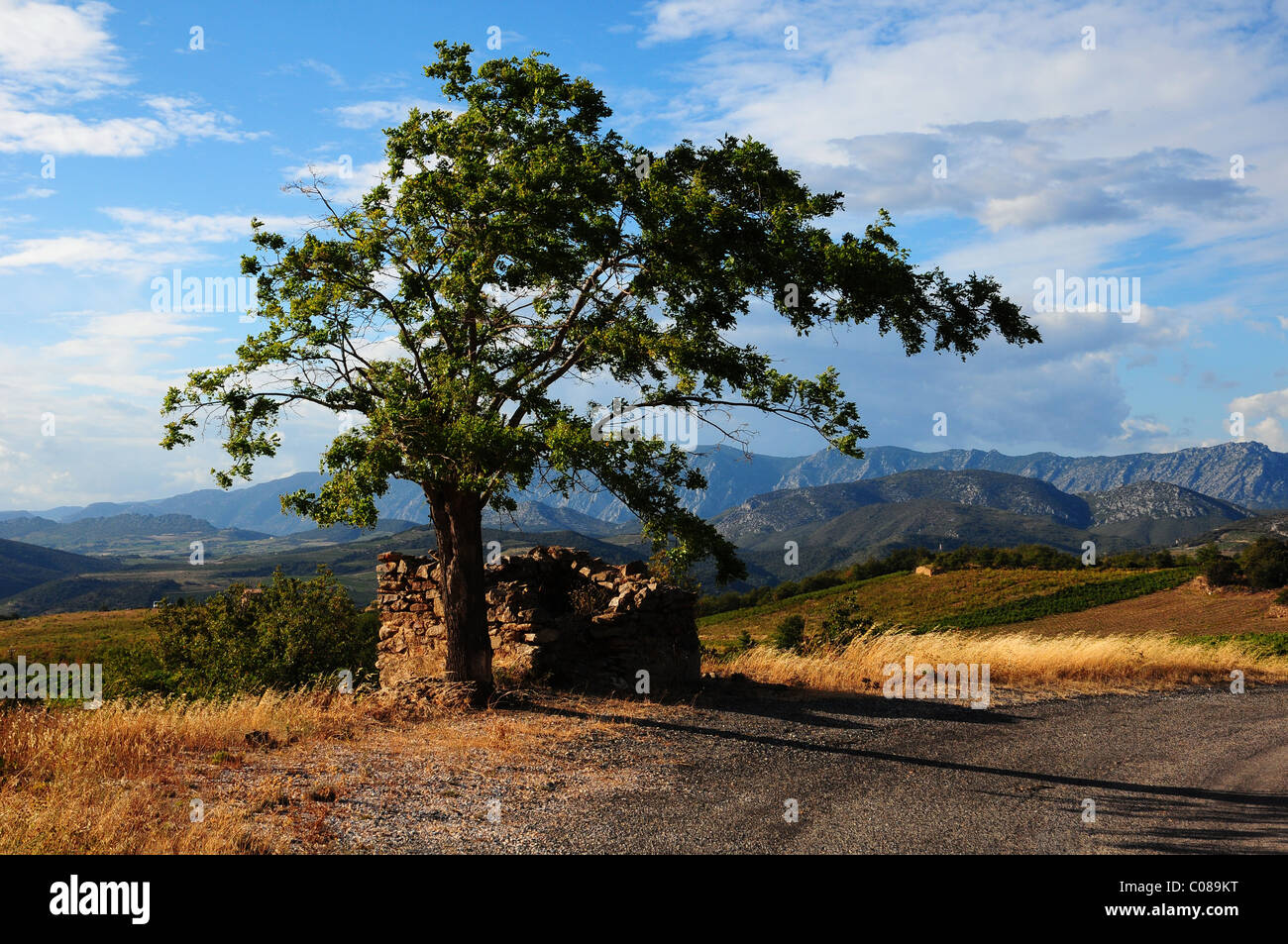 Die französischen Pyrenäen mit einem einzigen Baum, der Berg im Hintergrund Stockfoto