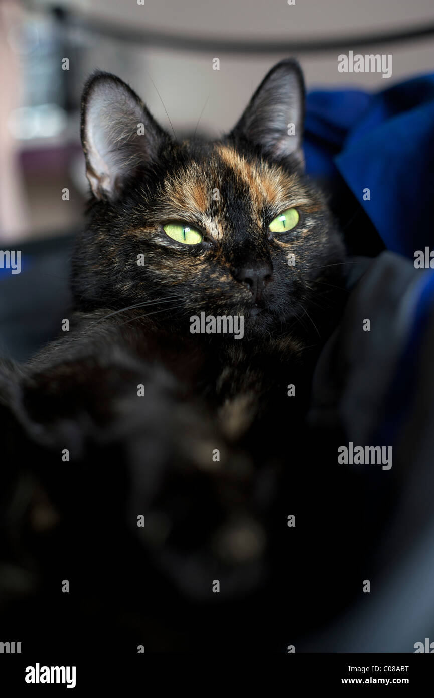 Eine weibliche Schildpatt-Katze sucht etwas weg von der Kamera Stockfoto