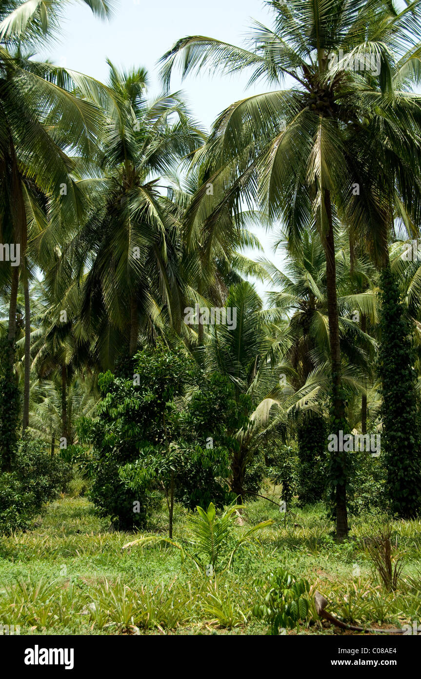 Indien, Bundesstaat Karnataka, Mangalore. Soans Farm, Kokosnuss-Plantage. Stockfoto