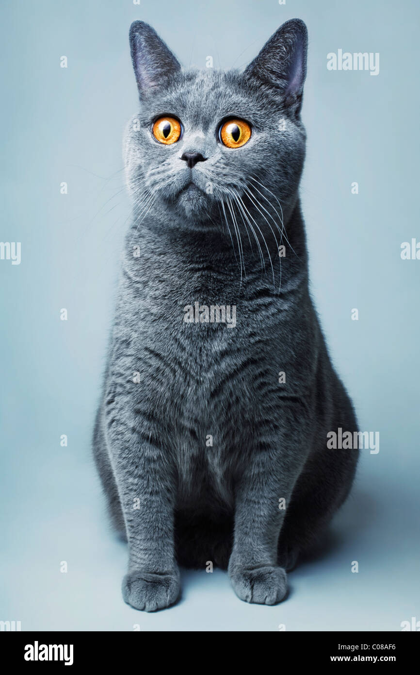 Beautifu Funnyl Hause grau britische Katze mit gelben Augen Stockfoto