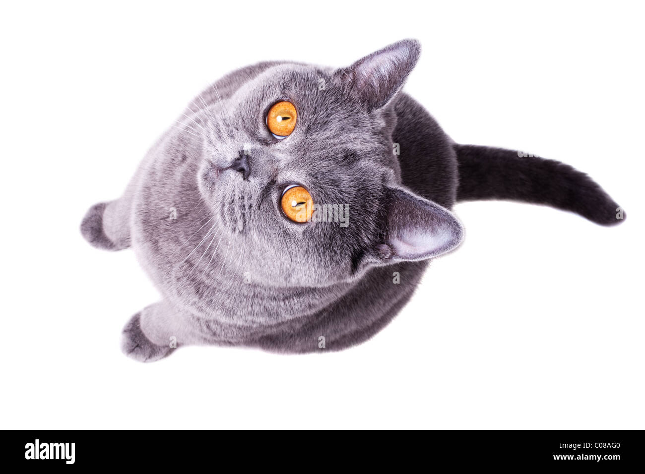 Schöne Heimat grau britische Katze mit gelben Augen auf einem weißen Hintergrund isoliert Stockfoto