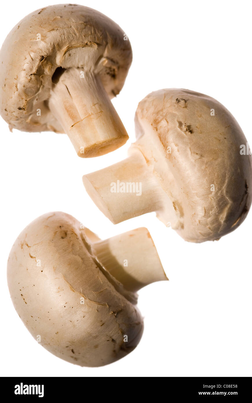 Trio von frischen Champignons Stockfoto