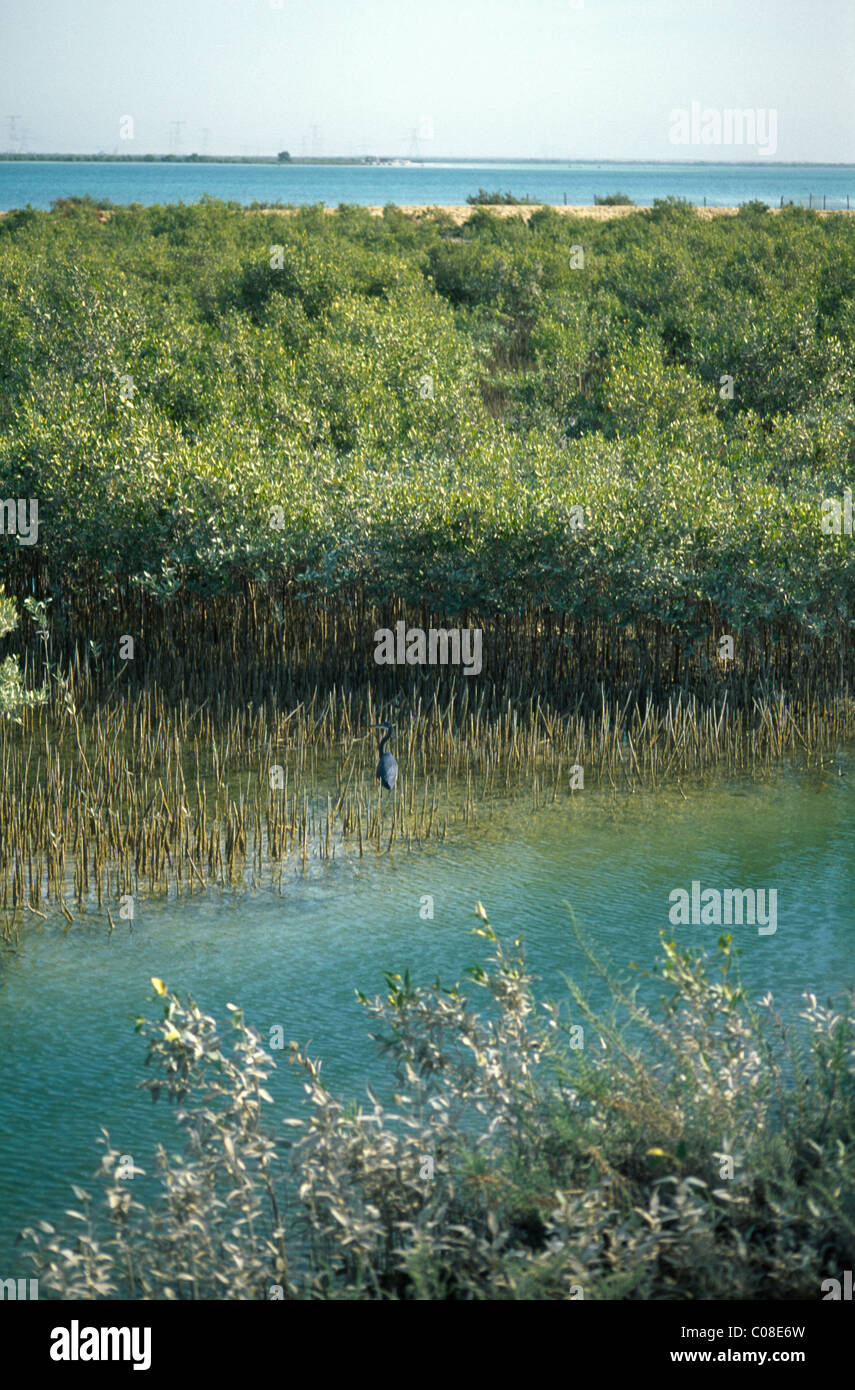Abu Dhabi VAE Al Sammaliah Miniatur Heron im Mangrovensumpf Stockfoto