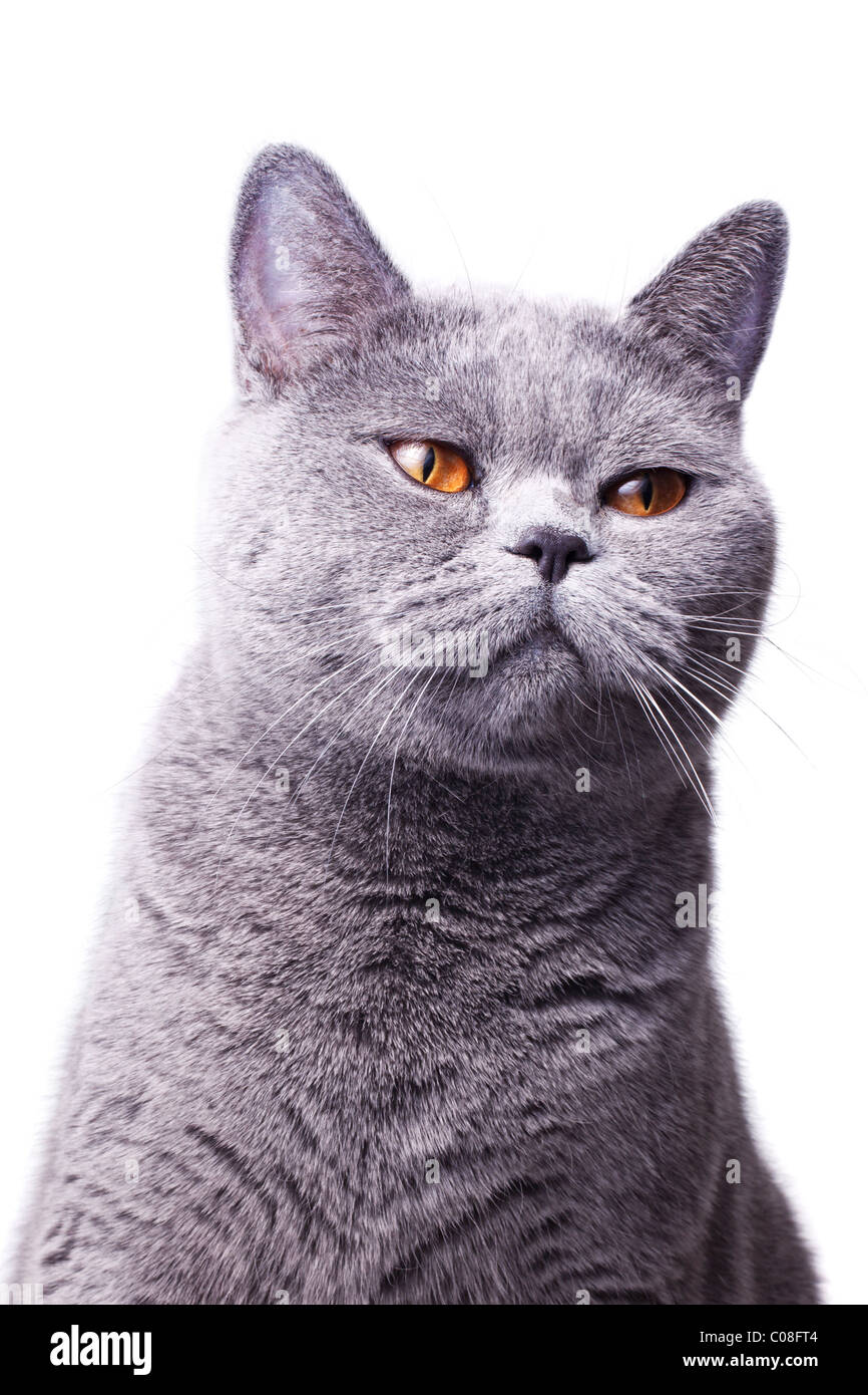 Porträt von eine schöne graue britische Kurzhaarkatze mit leuchtend gelben Augen, die isoliert auf weißem Hintergrund Stockfoto