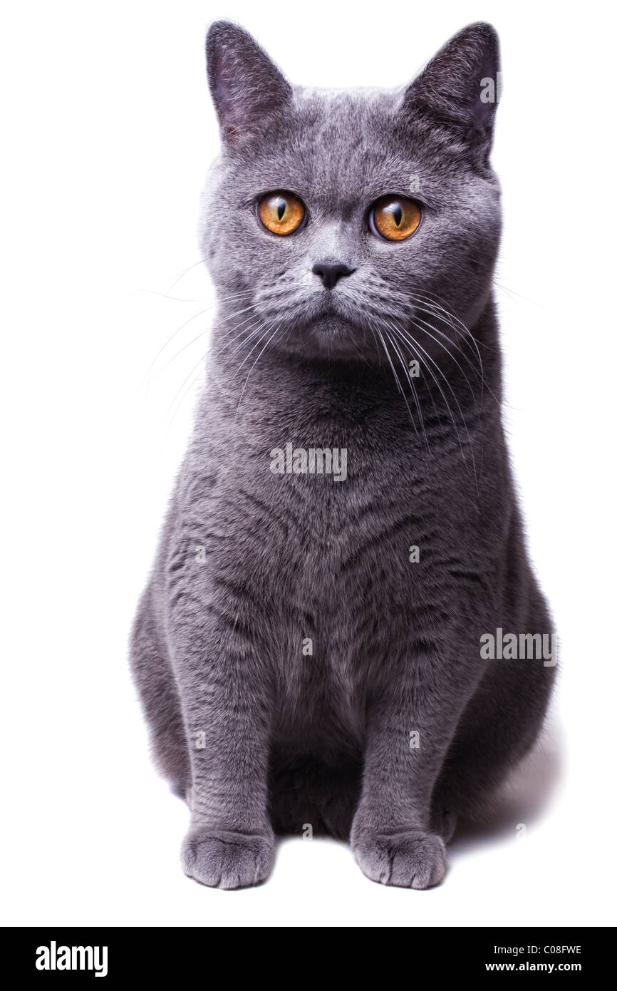 Schöne Heimat grau britische Katze mit gelben Augen auf einem weißen Hintergrund isoliert Stockfoto