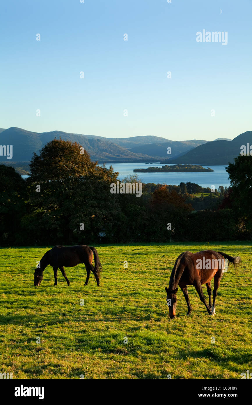 Pferde auf dem Hügel Aghadoe, mit Blick auf Lough Leane, Killarney National Park, County Kerry, Irland Stockfoto