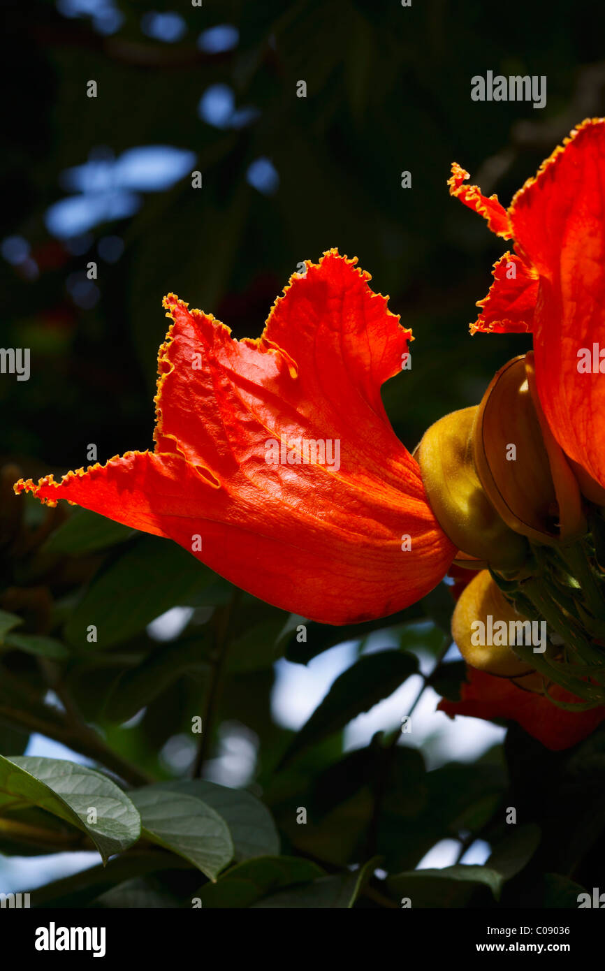 Blume von der afrikanischen Tulpenbaum. Familie: Catalpa, Gattung: Spathodea, Arten: S. Campanulata. KwaZulu Natal, Südafrika. Stockfoto