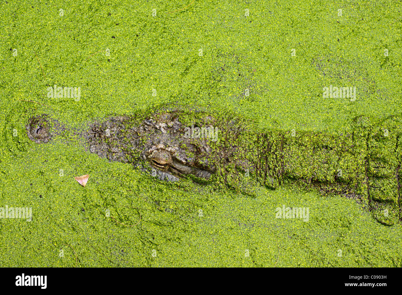 Nil-Krokodil, getarnt durch schwimmende Wasserlinsen. Familie: Crocodylidae, Gattung: Crocodylus, Arten: C. Niloticus. Südafrika. Stockfoto