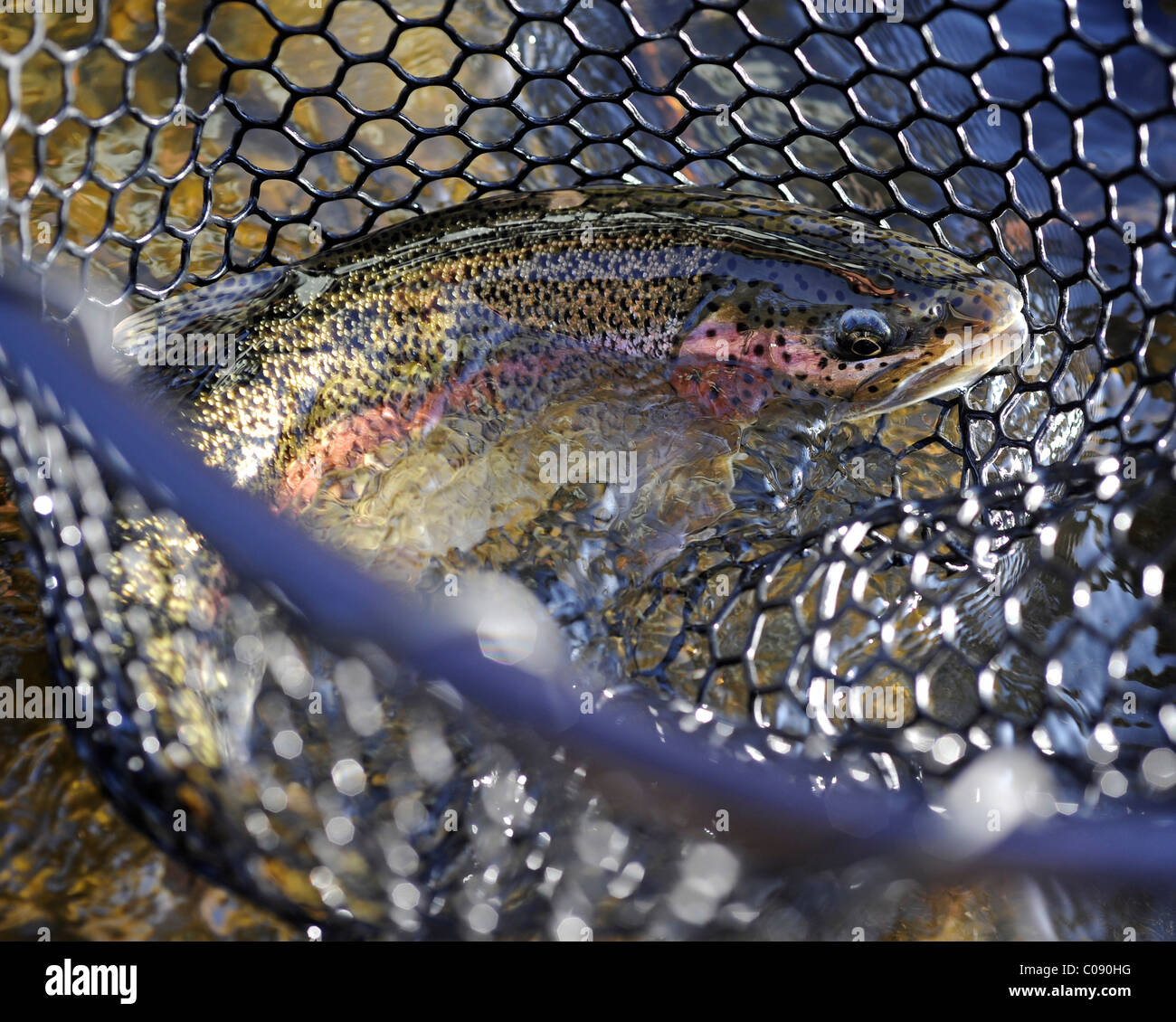 Nahaufnahme von Regenbogenforellen in einem Netz gefangen auf Deep Creek, Halbinsel Kenai, Alaska Yunan, Herbst Stockfoto