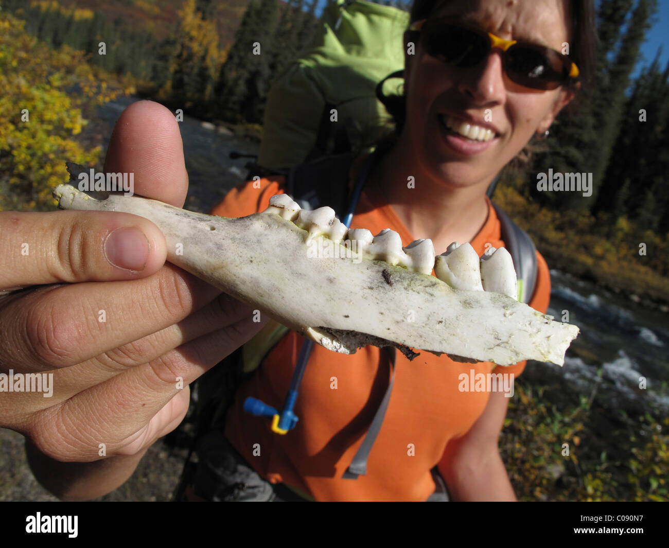 Weibliche Backpacker zeigt den Kieferknochen eines verwitterten Tieres beim Wandern zum Heiligtum River im Denali-Nationalpark, Alaska Stockfoto