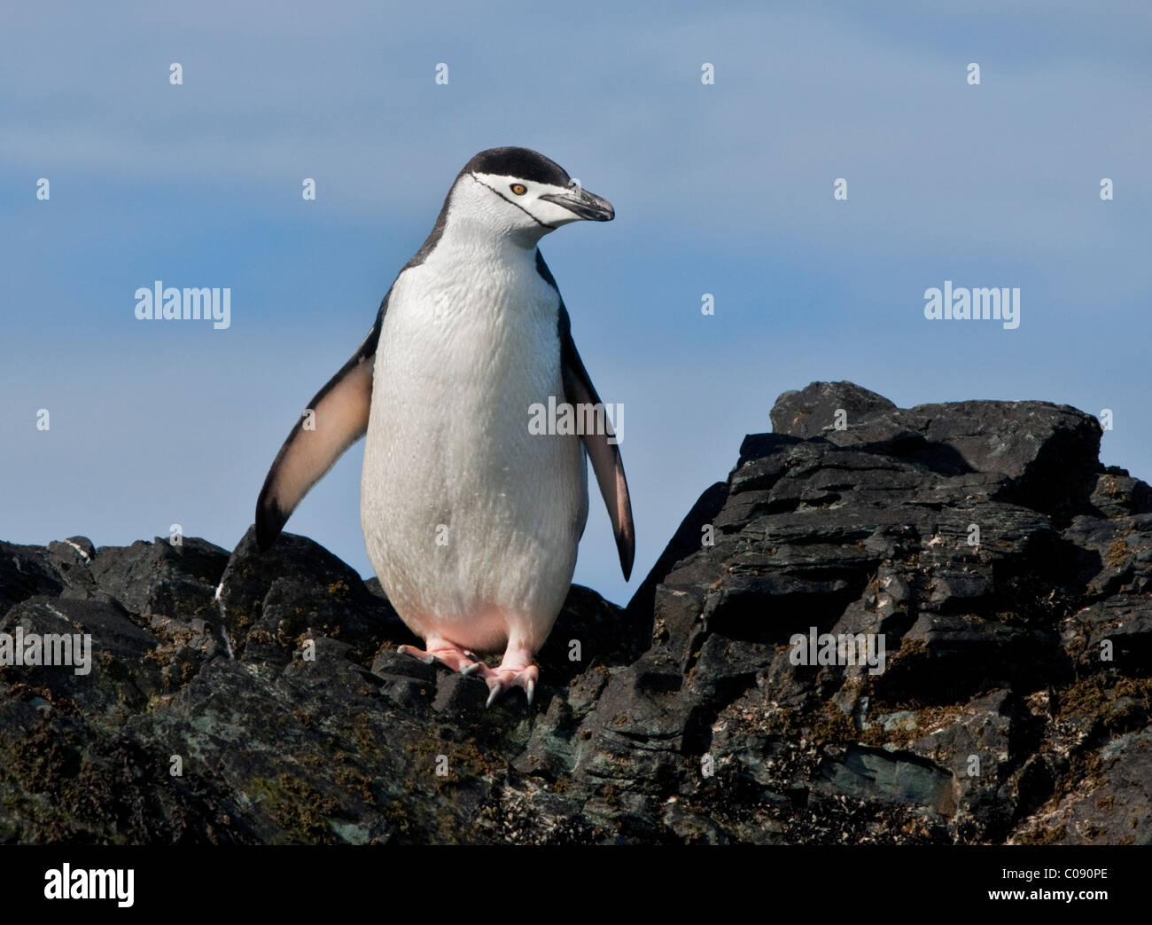 Pinguin Zügelpinguinen (Pygoscelis Antarctica), Cooper Bay, Süd-Georgien Stockfoto