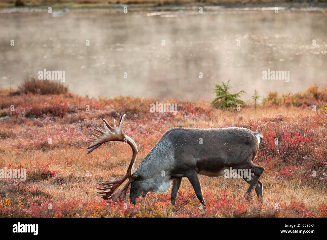 Bull Caribou durchsucht inmitten der Herbst Tundra auf der Nordseite der Wonder Lake im Denali National Park & zu bewahren, Alaska Stockfoto