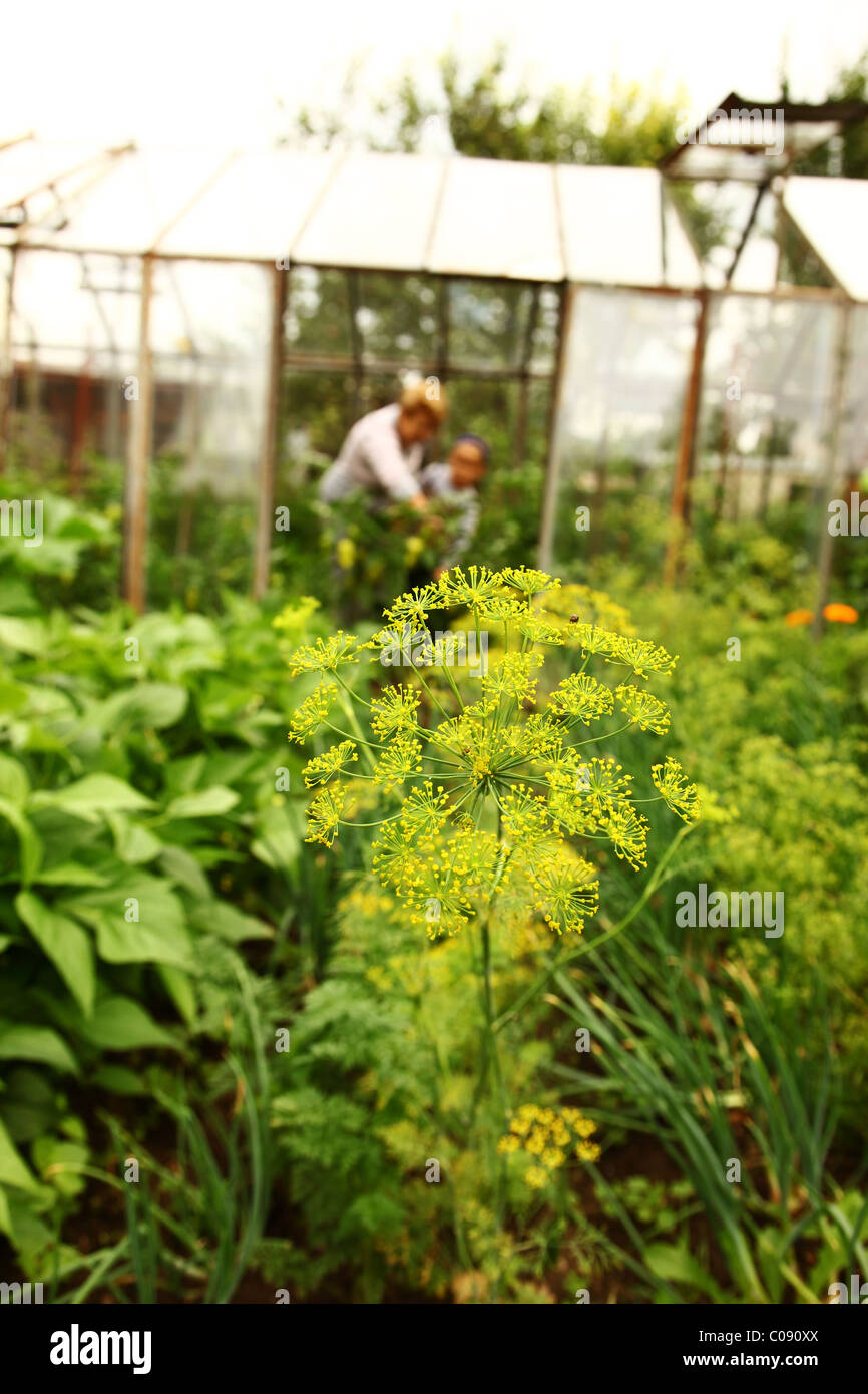 Pflanzen im Garten mit Gewächshaus mit zwei Personen im Hintergrund Stockfoto