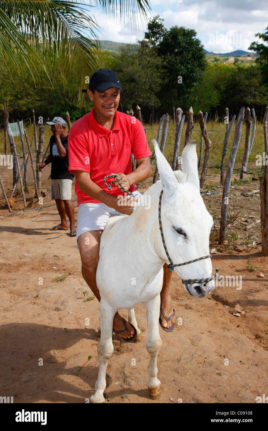 Kleinbäuerliche Reiten ein Maultier, Beschäftigungsinitiative für Alkoholiker, Crato, Bundesstaat Pernambuco, Brasilien, Südamerika Stockfoto