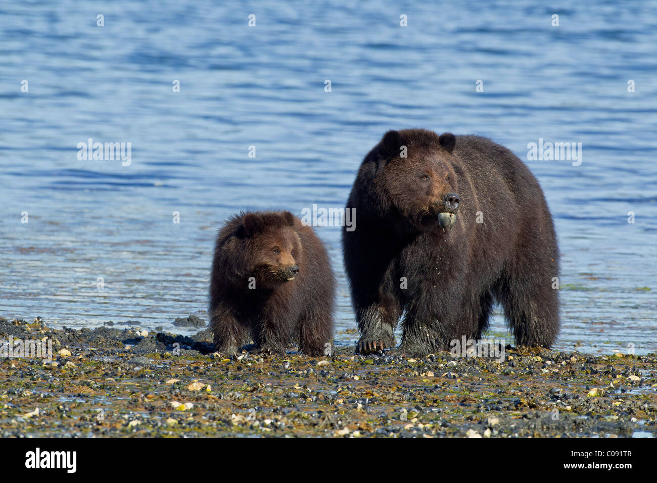 Braune Bären essen Löffel Würmer (Echiuroid) und Muscheln entlang der Küstenlinie, Admiralität Insel im Tongass National Forest, Alaska Stockfoto