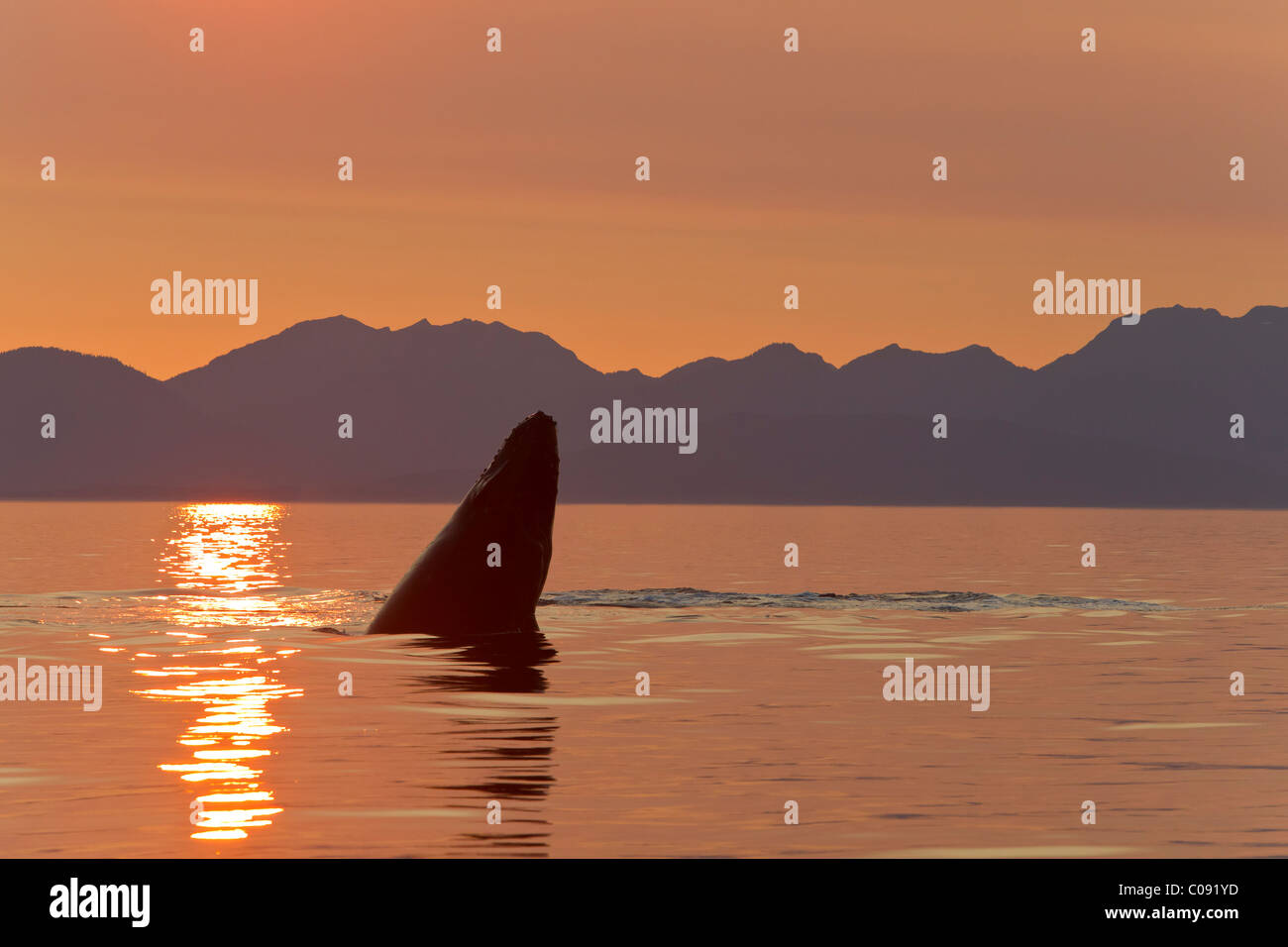 Eine Buckelwal Kalb spielt auf der Oberfläche des Frederick Sound bei Sonnenuntergang, Inside Passage, Alaska Stockfoto