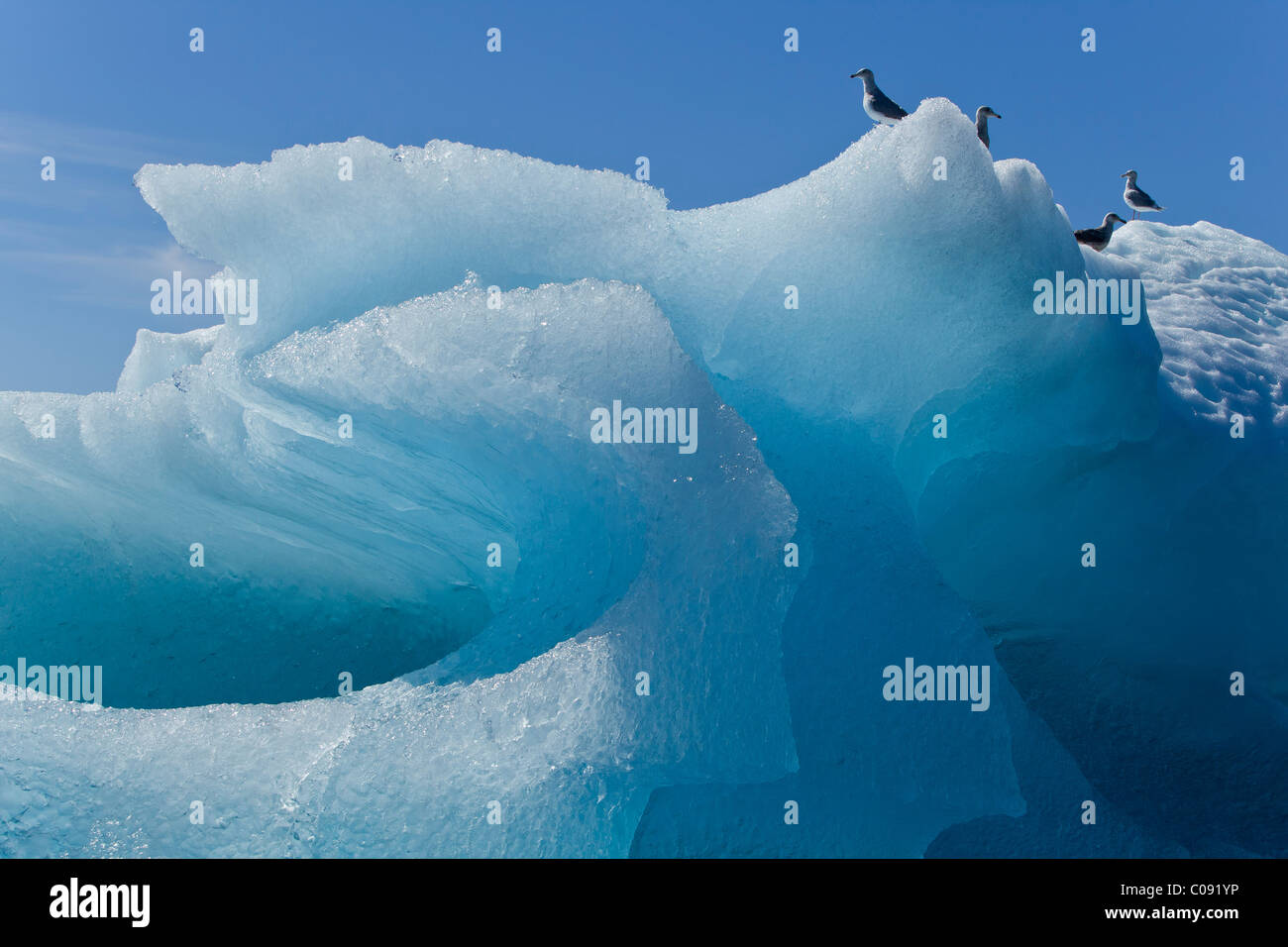 Nahaufnahme von einem Eisberg in Stephens Passage mit Möwen thront an der Spitze, Inside Passage, südöstlichen Alaska, Sommer Stockfoto