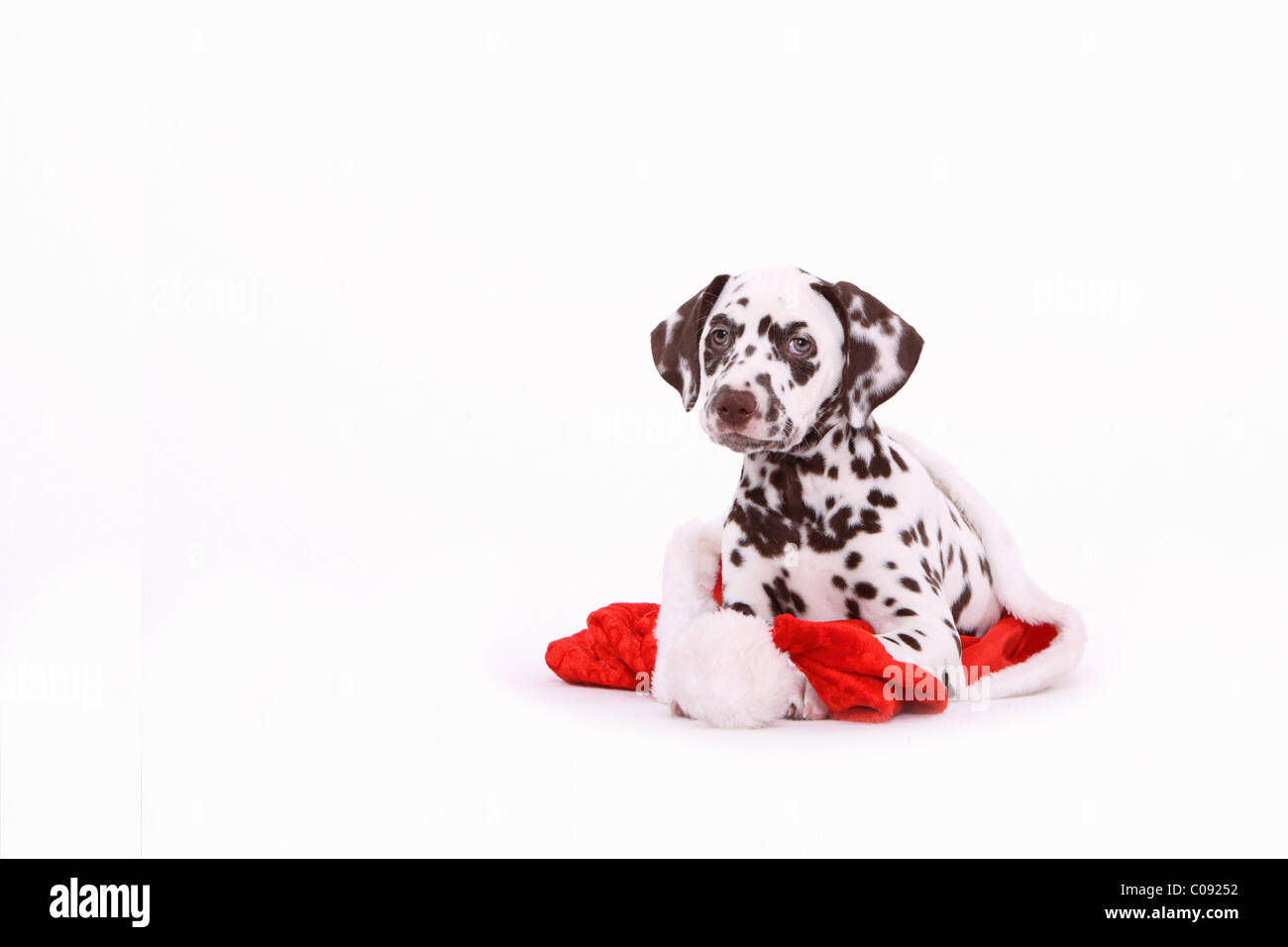 Dalmatiner Welpen Stockfoto