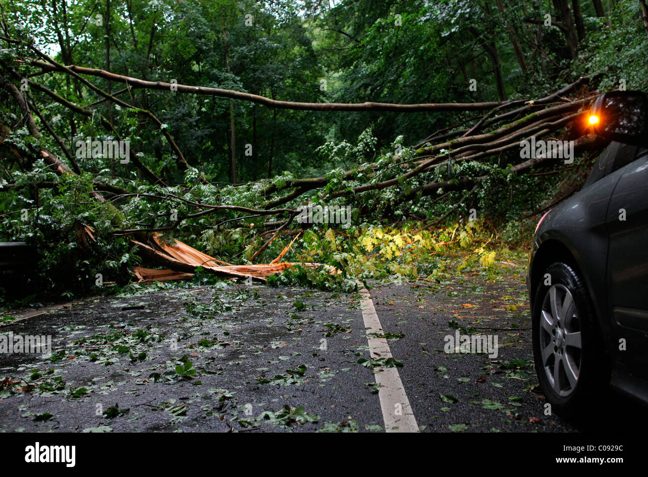 Umgestürzte Bäume nach einem Sturm in Vallendar, Rheinland-Pfalz, Deutschland, Europa Stockfoto