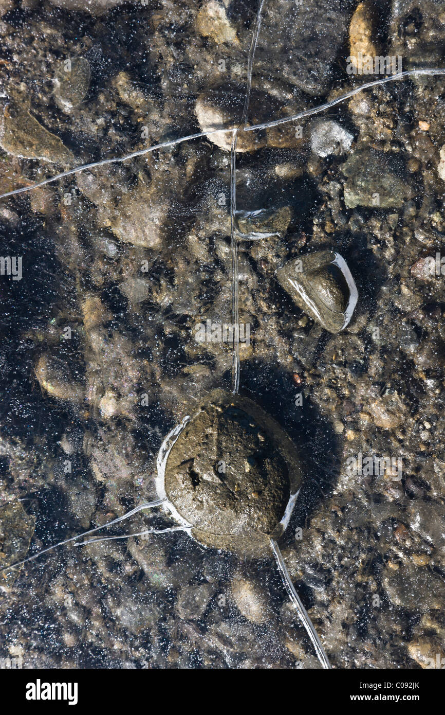 Detail der Eis-Muster in einem gefrorenen Schmelzwasser Teich verursacht durch eine plötzliche Änderung der Wasserstand, Denali Highway, Alaska hautnah Stockfoto