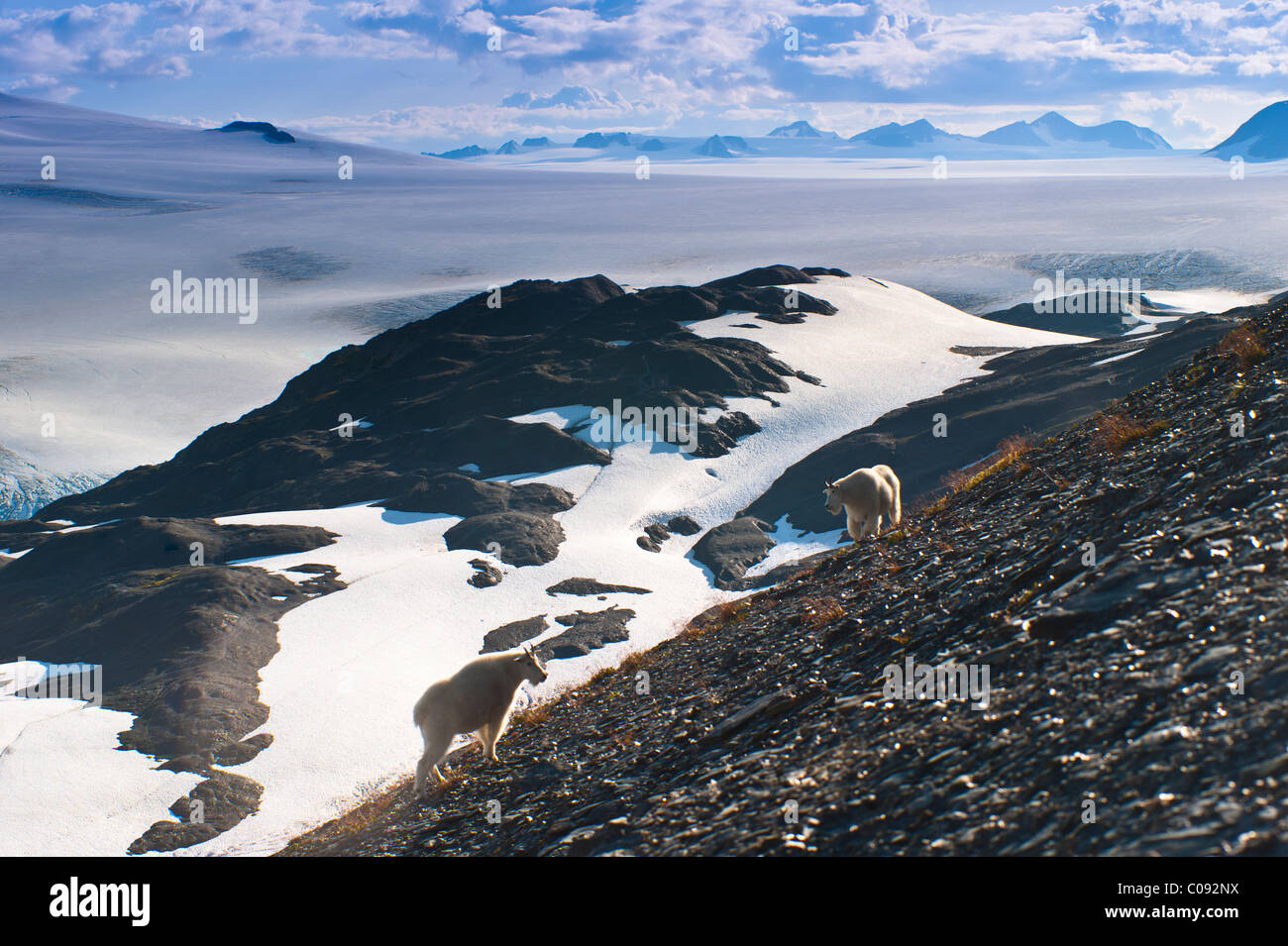 Zwei Bergziegen stehen an einem Berghang mit Harding Icefield im Hintergrund, Kenai-Fjords-Nationalpark, Alaska Stockfoto