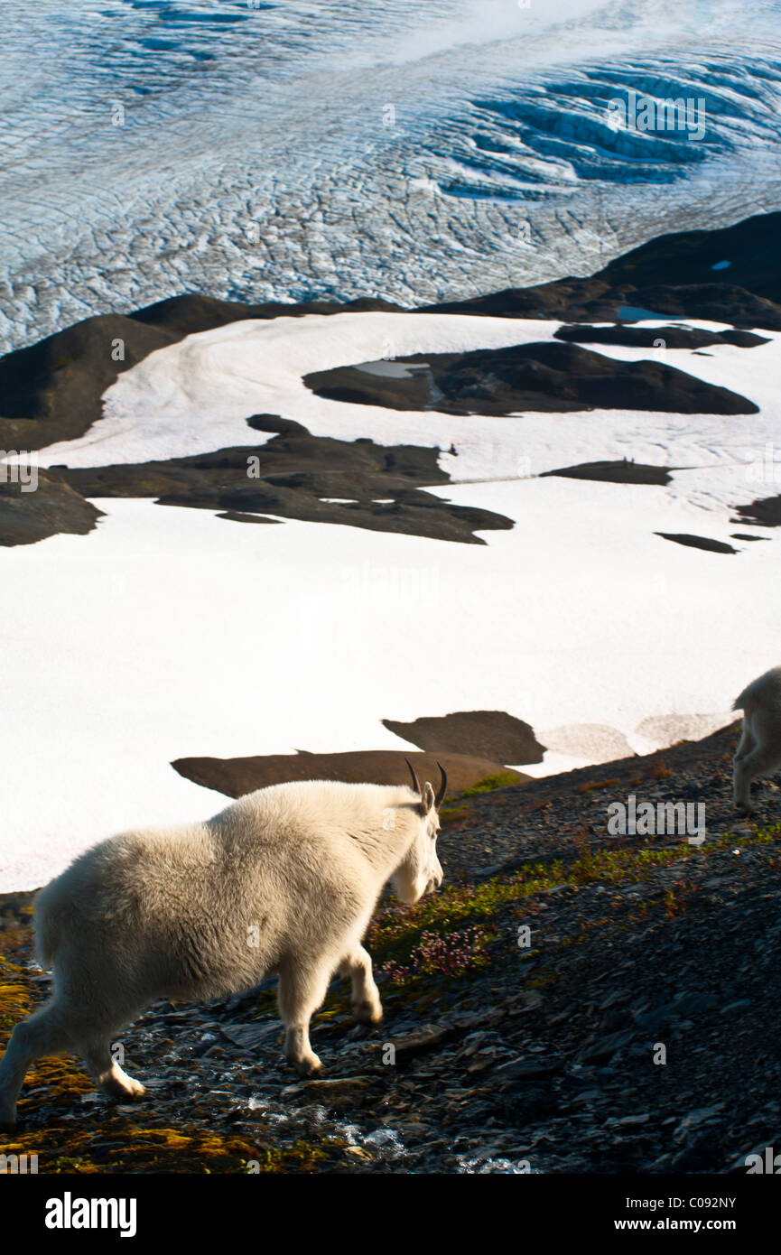 Bergziege steht an einem Berghang mit Harding Icefield im Hintergrund, Kenai-Fjords-Nationalpark, Alaska Stockfoto
